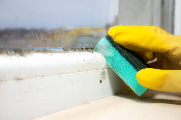 Best Bathroom Mold Remediation in Moorhead, MN