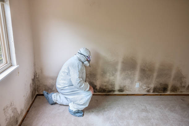 Best Preventive Mold Services in Moorhead, MN