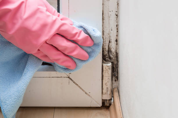 Best Basement Mold Remediation in Moorhead, MN