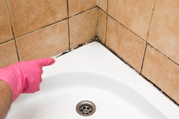 Best Residential Mold Remediation in Moorhead, MN